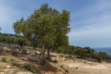 Fototapeta na wymiar Olive trees near Giola Natural Pool in Thassos island, East Macedonia and Thrace, Greece 