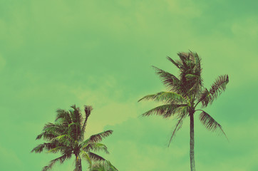  palm tree on blue sky background.