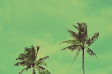 Photo sur Plexiglas Palmier  palm tree on blue sky background.