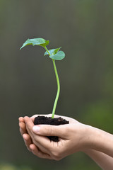 hands holding seedling of cucumber with soil