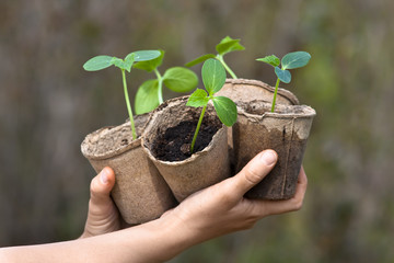 hands holding seedlings of cucumber