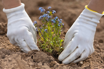 hands planting forget-me-not in the garden