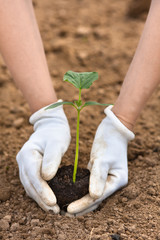 hands planting seedling of cucumber in the garden