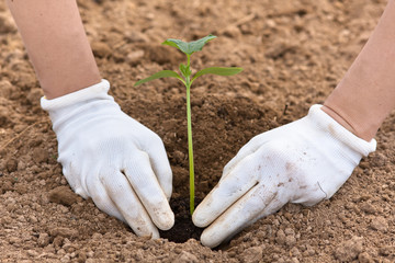 hands planting seedling of cucumber