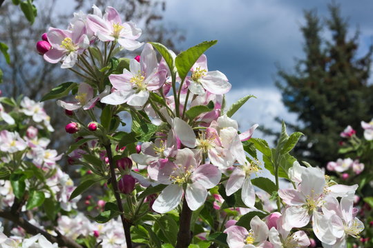 Fototapeta Kwiaty jabłoni.