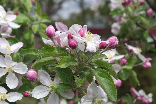 Fototapeta Kwiaty jabłoni.