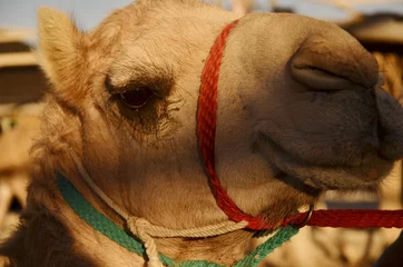 Papier Peint photo autocollant Chameau The Camel Face    Souk Okaz Exhibition, Taif, Saudi Arabia.    Yearly exhibition on Thaif Area, Saudi Arabia. There are camels caravan was representing the old Souk Okaz era on the past.