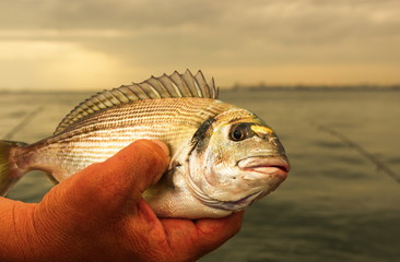 Catching fish 