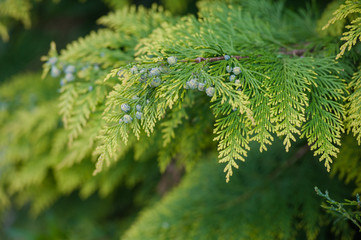 arborvitae leaves background