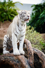 White tiger sitting on a ground in wild nature