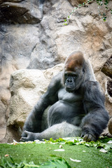 Fototapeta na wymiar Portrait of an adult male of a gorilla in a native habitat. 