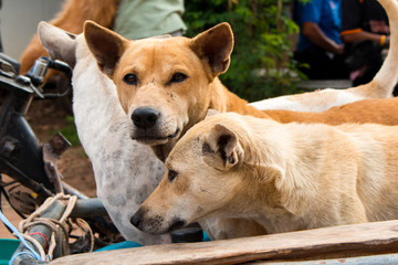 dog sitting on the motorcycle going to travel