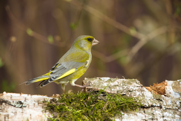 Greenfinch (Carduelis chloris) on defocused blurred natural back