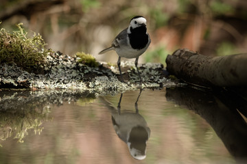 Tit (Parus major) on defocused blurred natural background. Selec
