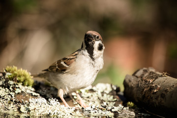 Sparrow (Passer domesticus) on defocused blurred natural backgro