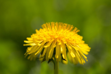 Yellow dandelion on abstract green background. Shallow depth of