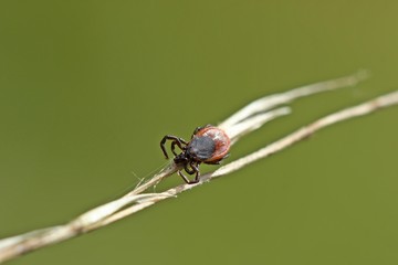  Weibliche Zecke (Ixodes ricinus) lauert auf Grashalm