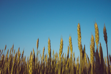 Fresh wheat field with blue sky in background