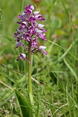 Helm-Knabenkraut (Orchis militaris)
