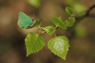 Green Hairstreak - Callophrys rubi