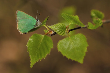 Green Hairstreak - Callophrys rubi