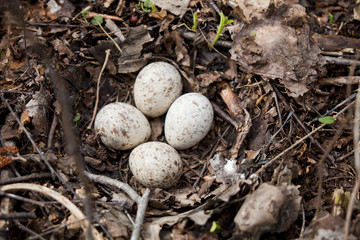 Nest with speckled eggs on the ground