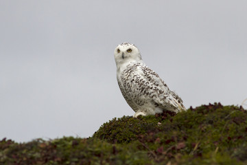 Snowy Owl sitting on a hillside in the tundra cloudy day