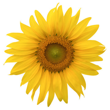 Yellow Sunflower isolated on white background