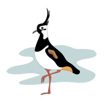 Lapwing Bird