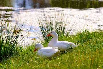 Couple of cute american peking ducks next to a lake on the fresh green grass