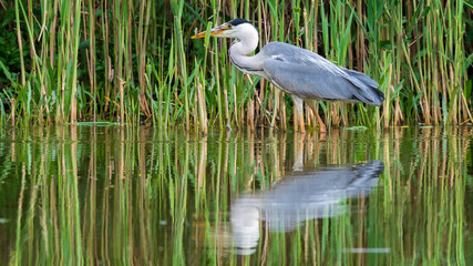 Graureiher (Ardea cinerea) hält einen kleinen Fisch im Schnabel, den er gerade erbeutet hat