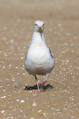 Möwe am Strand