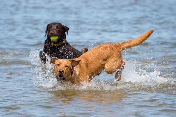 Tobende Hunde im Meer