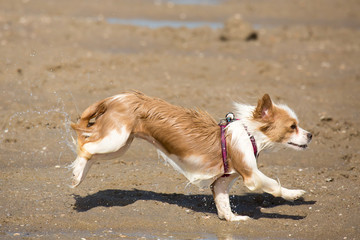 Hund am Strand
