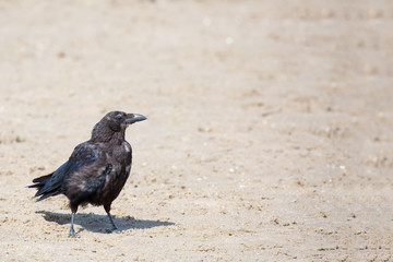 Rabe am Strand