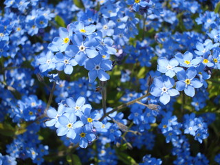 Forget-me-not flowers