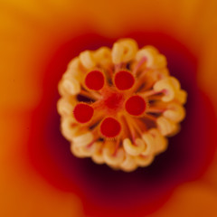 Hibiscus flower detail, Barcelona, Spain