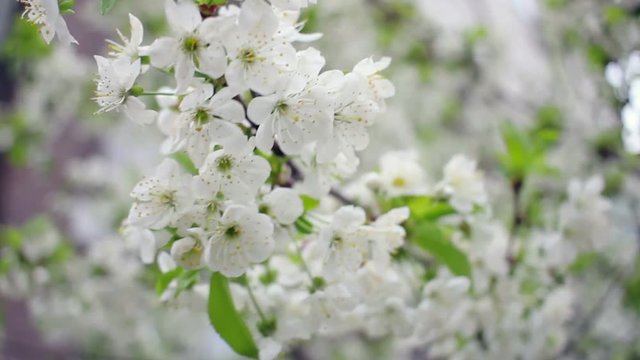 Blossoming cherry tree. Cherry flower on tree. Wind sways cherry blossom. Branch with cherry flowers blooming in spring. White blossoming cherry flower in spring. White cherry flowers. Cherry blossom