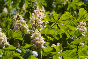 Rosskastanie Blüten Aesculus hippocastanum