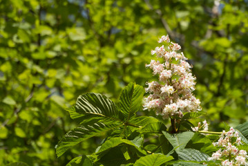 Rosskastanie Blüten Aesculus hippocastanum