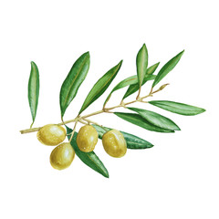 olive branch with green berries. isolated. watercolor