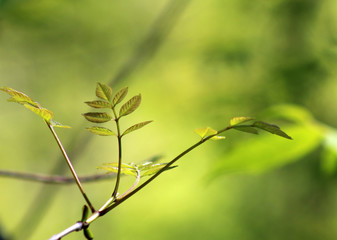 Green leaves