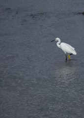 Little Egret (Egretta garzetta)