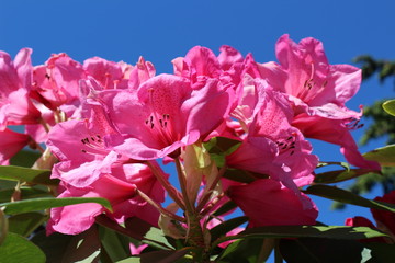 Bright pink rhododendron flowers with blue sky