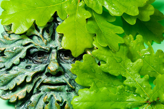 Oak leaves with Green Man face.
Close up image of Celtic green man symbol surrounded by fresh oak leaves.