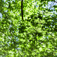 green leaves of acacia tree illuminated by sun