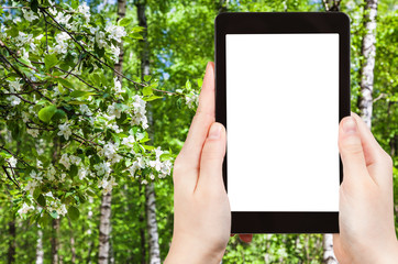 naturalist photographs cherry blossoms and birches