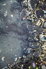 birch pollen on stone and surface of puddle