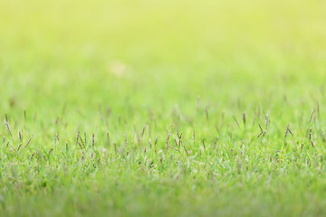 Bright Green grass background texture