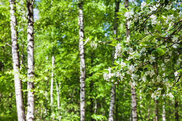 cherry tree twigs with white flowers and birches